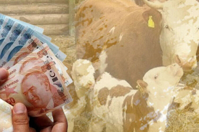 Çiftçilere 226 milyon TL destek hesaplarda!