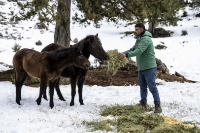 Mersin’de yılkı atlarına kış desteği