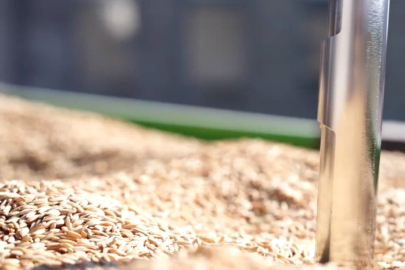 TMO’da çeltik alımları sürüyor