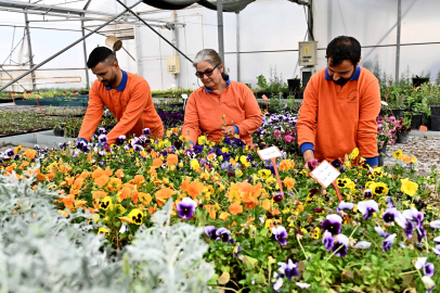 Antalya Muratpaşa'da 130 bin dal çiçek yetiştiriliyor