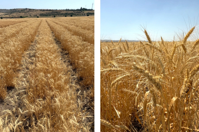 Bisküvilik buğday üretimi başladı